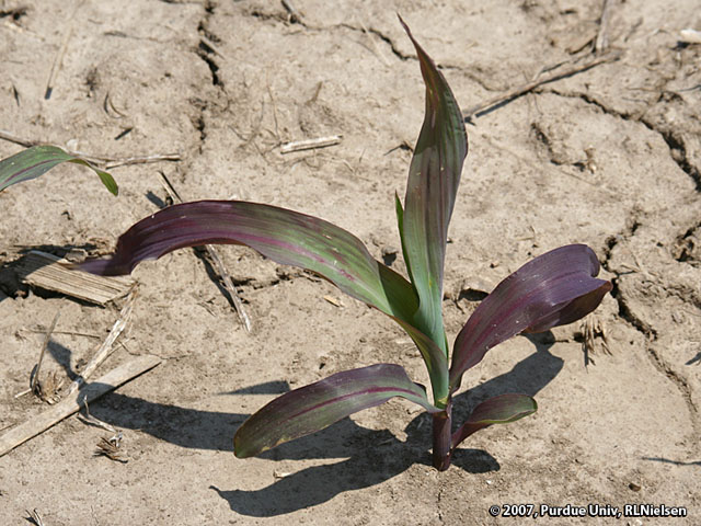 A review of why corn turns purple can help diagnose the problem in fields where the symptom is showing up. (Photo courtesy of Purdue University)